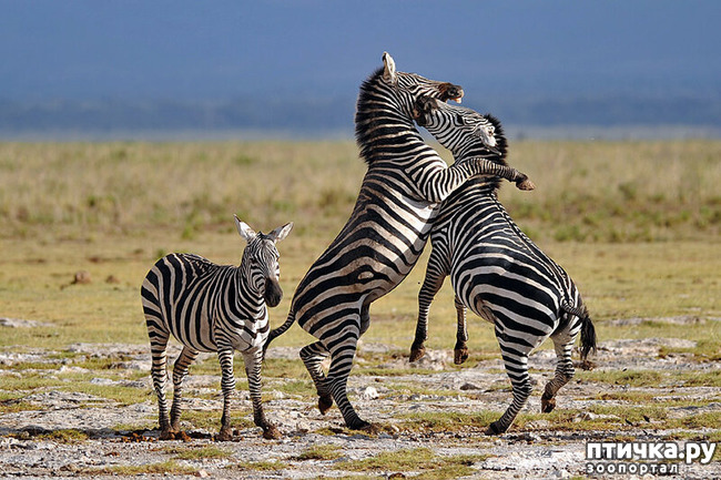 ���� 18: ������������ ������!