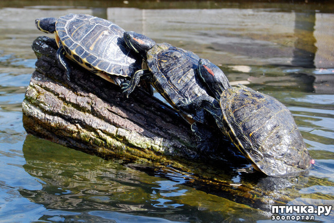 ���� 21: ������������ ������!