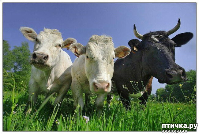 ���� 26: ������������ ������!