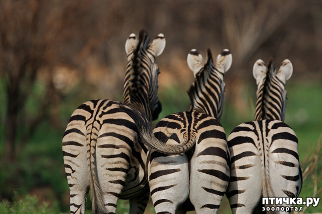 ���� 31: ������������ ������!