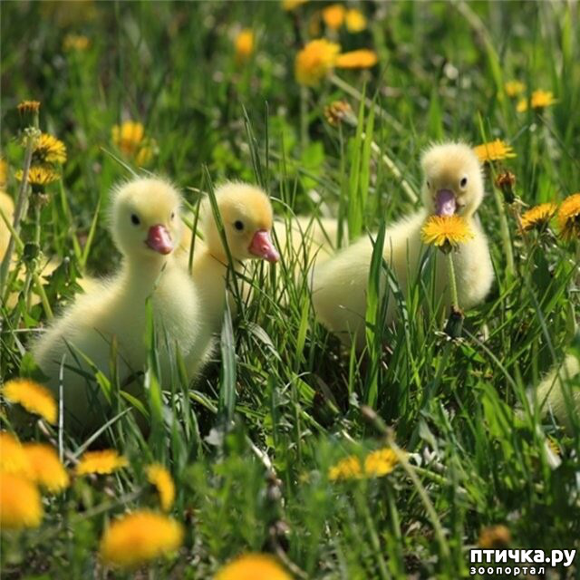 ���� 33: ������������ ������!