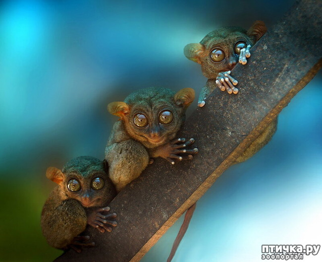 ���� 36: ������������ ������!