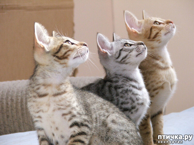 ���� 38: ������������ ������!