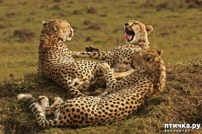 ���� 40: ������������ ������!