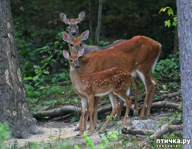 ���� 35: ������������ ������!