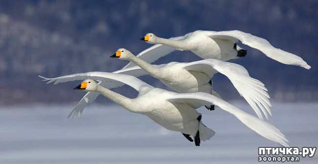 ���� 44: ������������ ������!