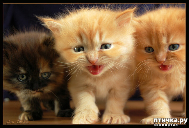 ���� 46: ������������ ������!