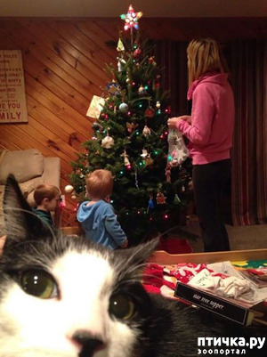 ����: �����, ����������� ����