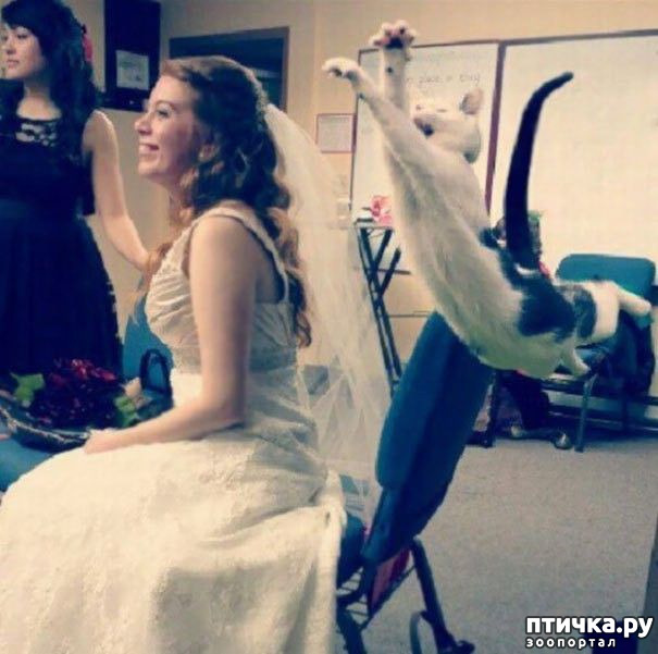 ���� 5: �����, ����������� ����