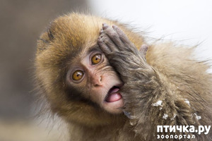 ����: ������� (������� ������)