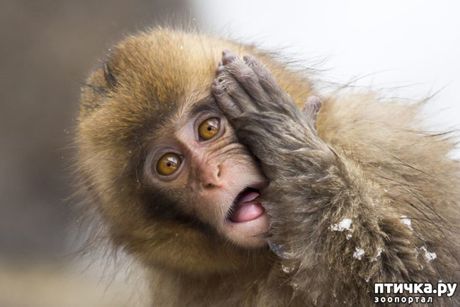 ���� 1: ������� (������� ������)