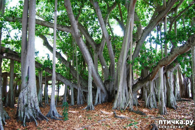 ���� 3: ������� (������� ������)