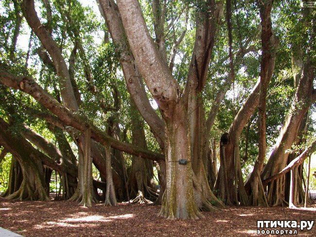 ���� 4: ������� (������� ������)