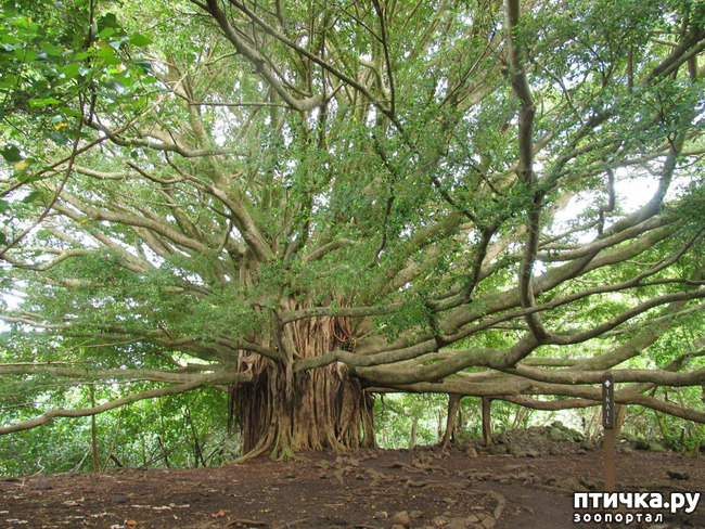 ���� 6: ������� (������� ������)