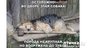 ����: ������� �����