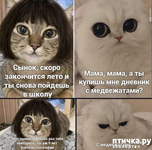 ����: ��������