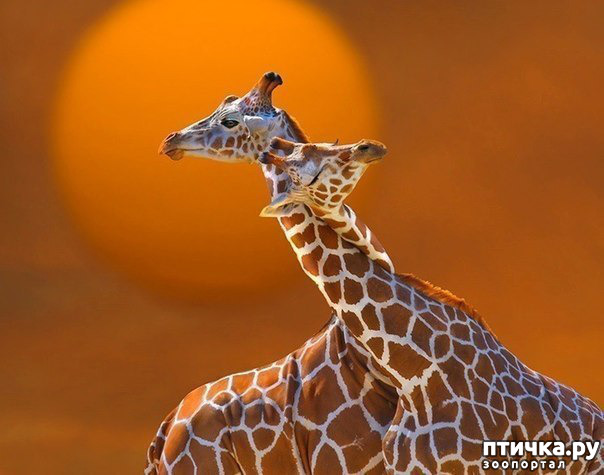 ���� 4: ��������...