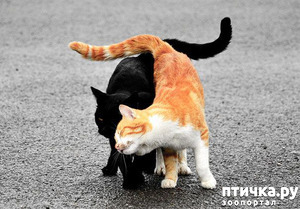 ����: ����������� �� �������������. ���� � �����