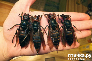 ����: ���������� �����