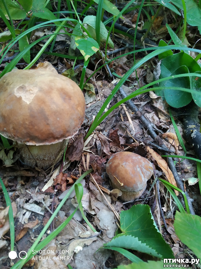 ���� 4: ������������ �������� � ��������. �� ���� ������ ������.