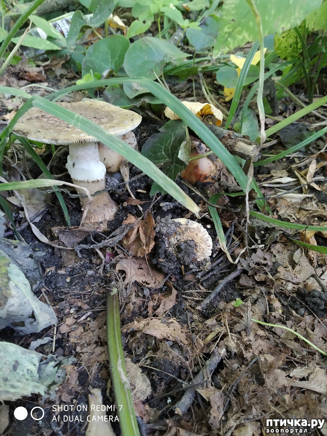 ���� 5: ������������ �������� � ��������. �� ���� ������ ������.