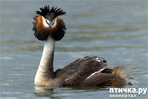 ����: ��� ��� � ��������