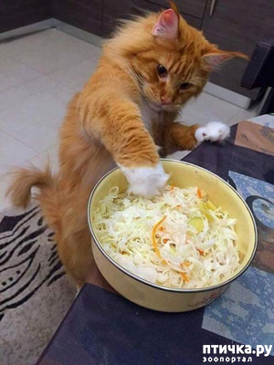 ����: ����������� �� �������������