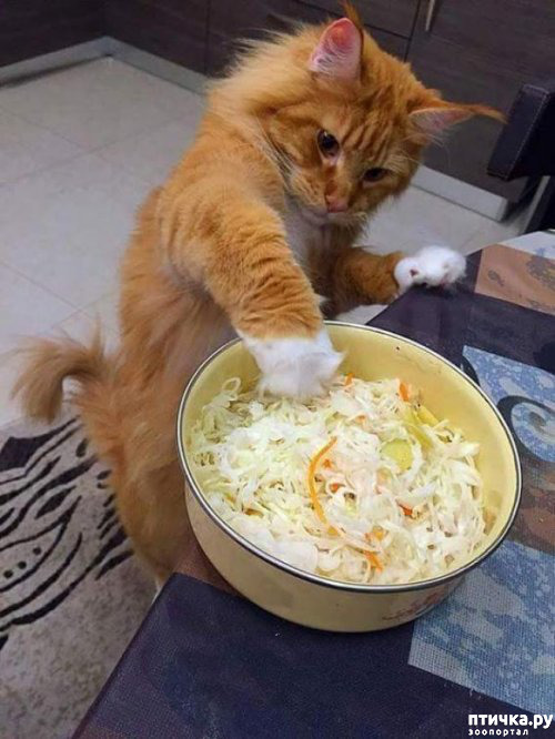 ���� 1: ����������� �� �������������