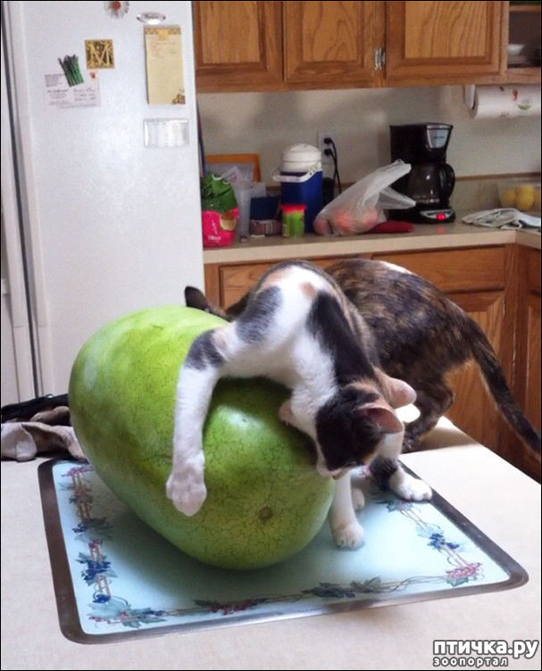 ���� 3: ����������� �� �������������