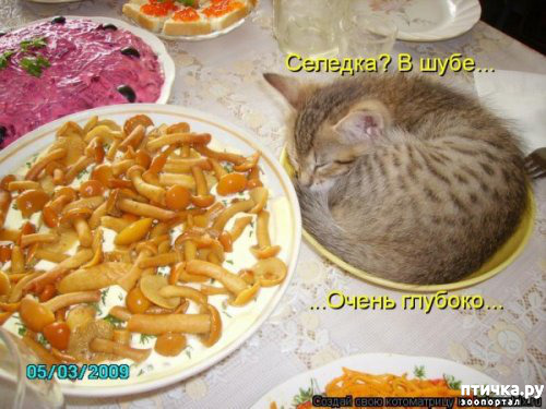 ���� 5: ����������� �� �������������