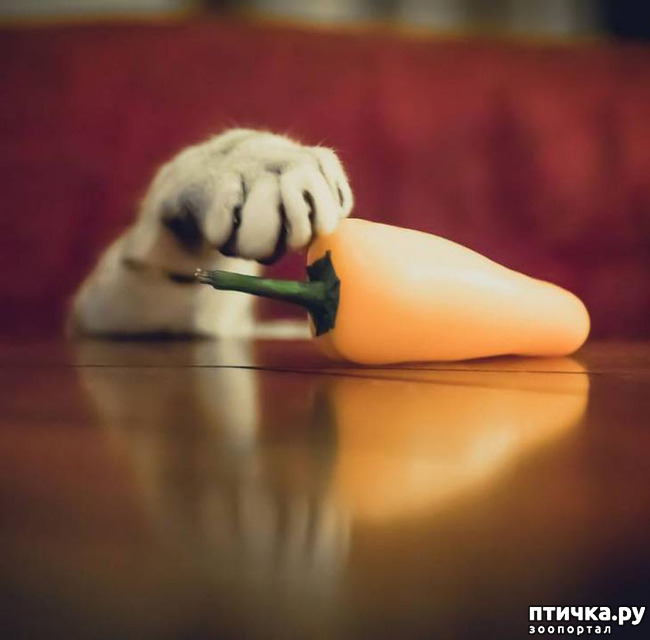 ���� 7: ����������� �� �������������