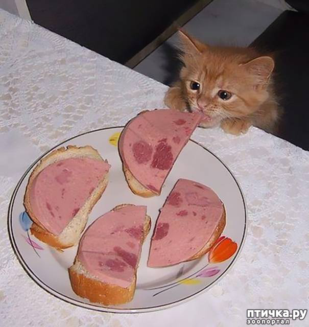 ���� 12: ����������� �� �������������