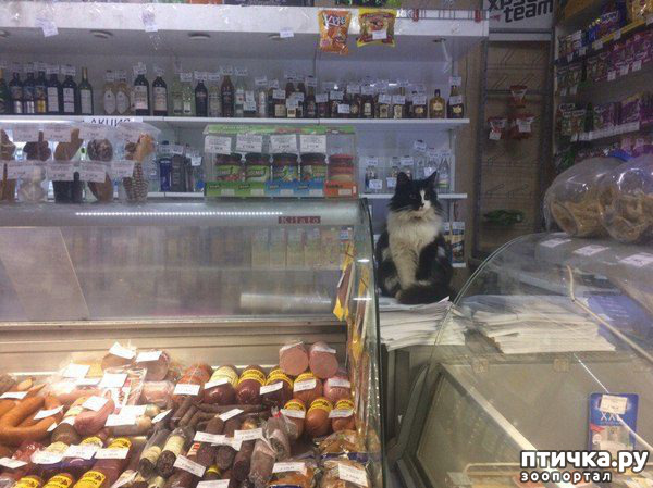 ���� 13: ����������� �� �������������