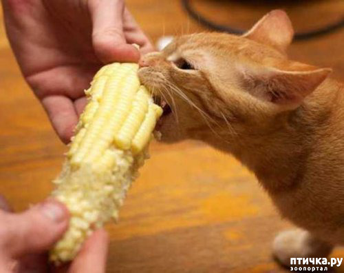 ���� 16: ����������� �� �������������