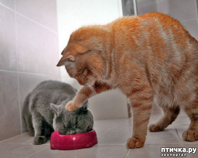 ���� 17: ����������� �� �������������