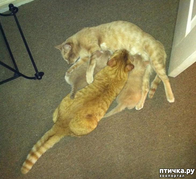 ���� 18: ����������� �� �������������