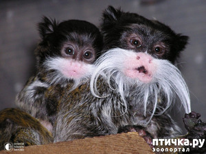 ����: ������������� �������