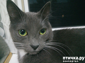 ����: ������� ���