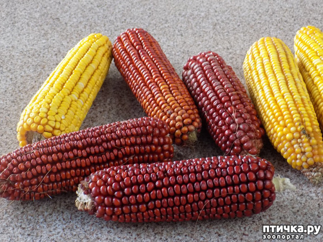 ���� 19: ����������