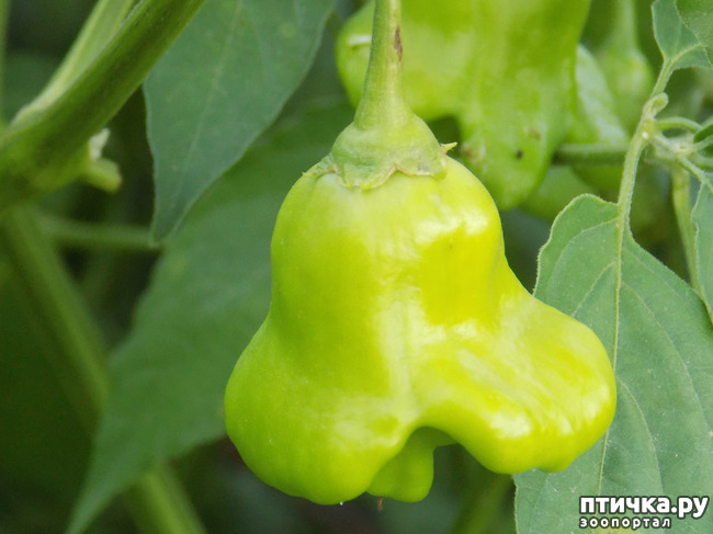 ���� 8: ����������