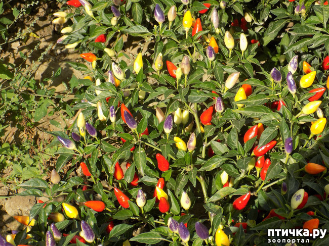 ���� 11: ����������