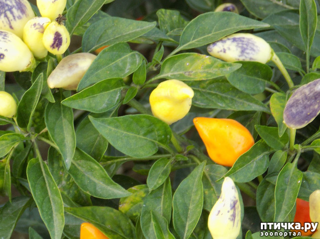 ���� 12: ����������