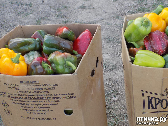 ���� 13: ����������