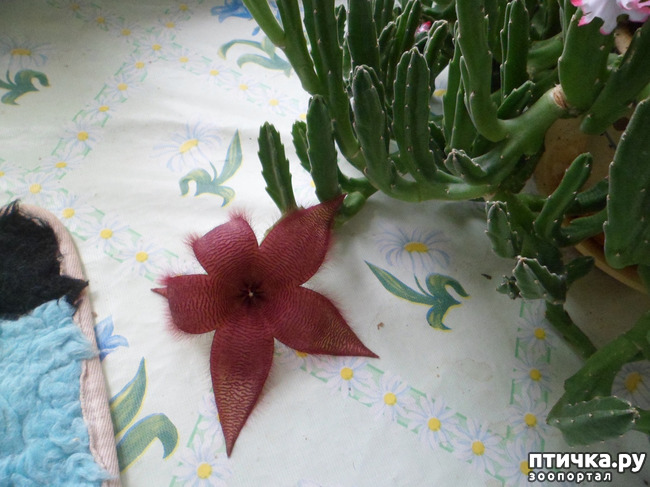 ���� 2: �������� ������� ���... ���� ��������