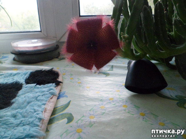 ���� 4: �������� ������� ���... ���� ��������