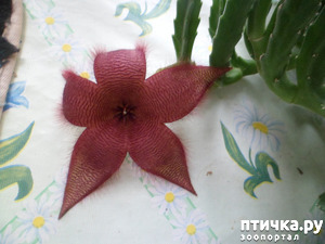 ����: �������� ������� ���... ���� ��������