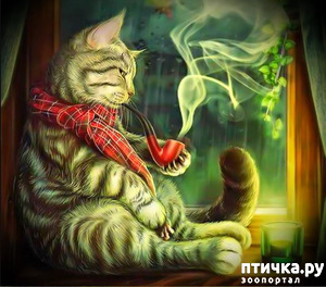 ����: ��� ����