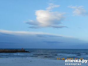 ����: �����. ��� ������.