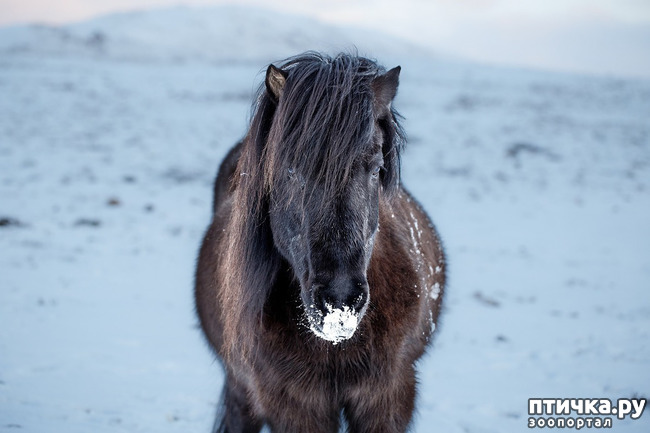 фото 1: Исландские лошади: маленькие, мохнатые, таинственные