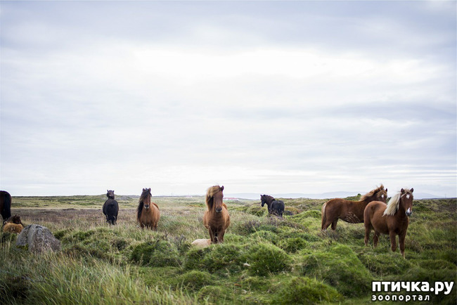 фото 3: Исландские лошади: маленькие, мохнатые, таинственные